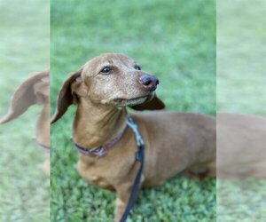 Dachshund Dogs for adoption in west Palm Beach, FL, USA