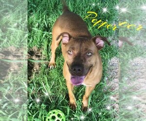 American Pit Bull Terrier-Chesapeake Bay Retriever Mix Dogs for adoption in Staley, NC, USA