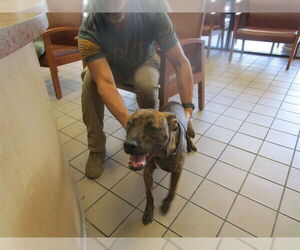Plott Hound-Unknown Mix Dogs for adoption in Ocala, FL, USA