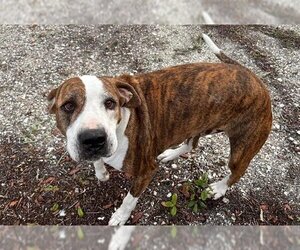 American Bulldog-Unknown Mix Dogs for adoption in Palmetto, FL, USA