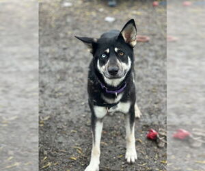 Medium Photo #2 Siberian Husky-Unknown Mix Puppy For Sale in Elmsford, NY, USA