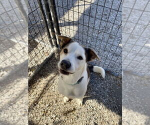 Australian Shepherd-Unknown Mix Dogs for adoption in Bolivar, MO, USA