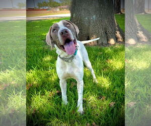 German Shorthaired Lab Dogs for adoption in Pleasanton, TX, USA