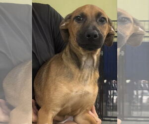 Mutt Dogs for adoption in Royal Palm Beach, FL, USA