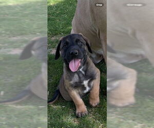 Mastiff-Unknown Mix Dogs for adoption in Goodyear, AZ, USA