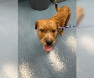 Mutt Dogs for adoption in Pearland, TX, USA