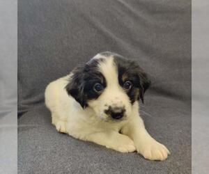 Border-Aussie Dogs for adoption in Crystal , MN, USA