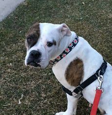 Boxer Dogs for adoption in Marine City, MI, USA