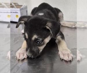 German Shepherd Dog Dogs for adoption in Bakersfield, CA, USA