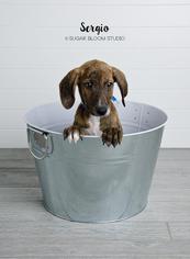 Plott Hound-Unknown Mix Dogs for adoption in Littleton, CO, USA