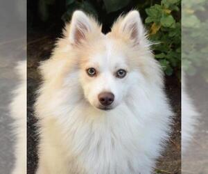 Huskies -Pomeranian Mix Dogs for adoption in Irvine, CA, USA