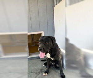 Mastiff-Unknown Mix Dogs for adoption in Lathrop, CA, USA