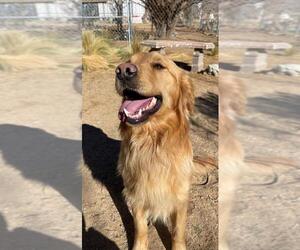 Golden Retriever Dogs for adoption in Apple Valley, CA, USA