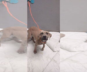 American Pit Bull Terrier-Unknown Mix Dogs for adoption in Las Vegas, NV, USA