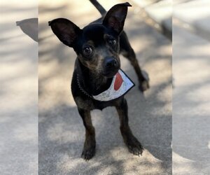 American Rat Pinscher Dogs for adoption in Phoenix, AZ, USA