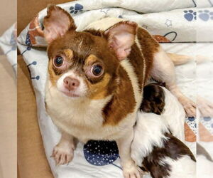 Chihuahua-Unknown Mix Dogs for adoption in Raleigh, NC, USA