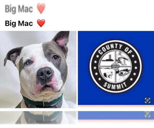 American Staffordshire Terrier-Unknown Mix Dogs for adoption in Akron, OH, USA