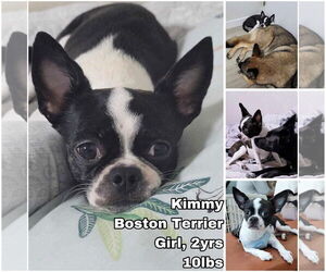 Boston Terrier Dogs for adoption in Seattle, WA, USA