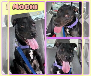 American Staffordshire Terrier-Unknown Mix Dogs for adoption in Pierceton , IN, USA