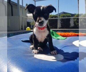 Rat Terrier-Unknown Mix Dogs for adoption in Ormond Beach, FL, USA