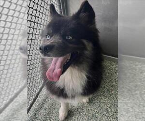 Siberian Husky Dogs for adoption in Salisbury, NC, USA