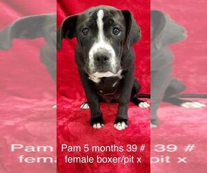 Bullboxer Pit Dogs for adoption in pomfret, CT, USA
