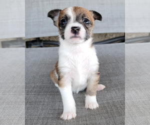 Rat-Cha Dogs for adoption in Corona, CA, USA
