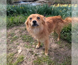 Mutt Dogs for adoption in Vail, AZ, USA