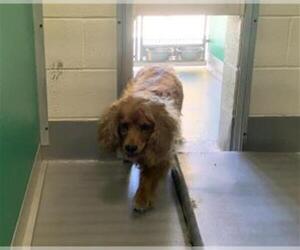 Cocker Spaniel-Unknown Mix Dogs for adoption in Visalia, CA, USA