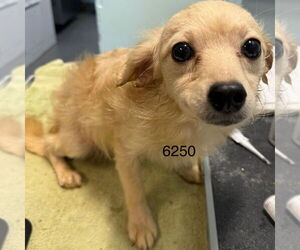 Maltipom Dogs for adoption in Chico, CA, USA