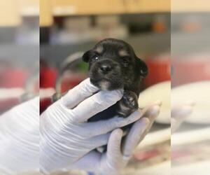 Mutt Dogs for adoption in Riverside, CA, USA