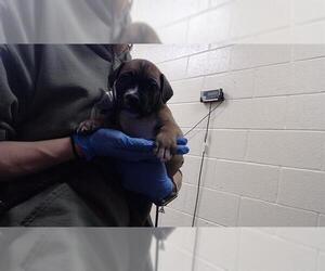 Mutt Dogs for adoption in Denver, CO, USA