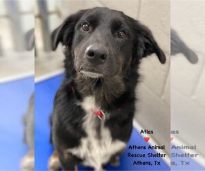 Mutt Dogs for adoption in Athens, TX, USA