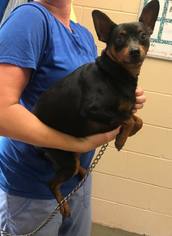 Miniature Pinscher-Unknown Mix Dogs for adoption in Morehead, KY, USA