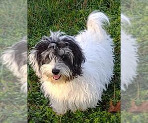 Coton de Tulear Dogs for adoption in Cumming, GA, USA