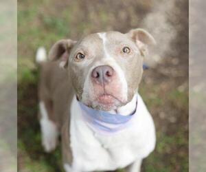 American Staffordshire Terrier-Unknown Mix Dogs for adoption in San Antonio, TX, USA