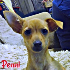 Chiweenie Dogs for adoption in Cushing, OK, USA