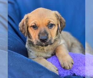 Labrador Retriever-Unknown Mix Dogs for adoption in San Diego, CA, USA