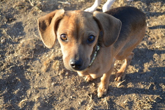 Italian Greyhuahua Dogs for adoption in Colorado Springs, CO, USA