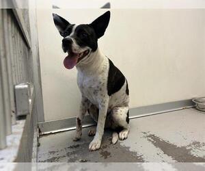 Staffordshire Bull Terrier Dogs for adoption in Sugar Land, TX, USA