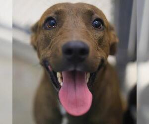 American Staffordshire Terrier-Unknown Mix Dogs for adoption in San Antonio, TX, USA