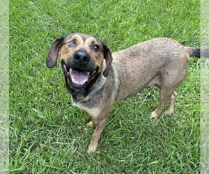 Small Labrador Retriever Mix