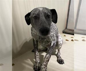 Pointer-Unknown Mix Dogs for adoption in Bakersfield, CA, USA