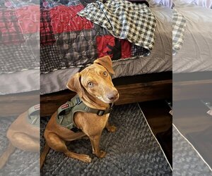 Coonhound-Vizsla Mix Dogs for adoption in Little Elm, TX, USA