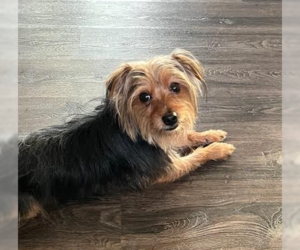 Mutt Dogs for adoption in Brooklyn Center, MN, USA