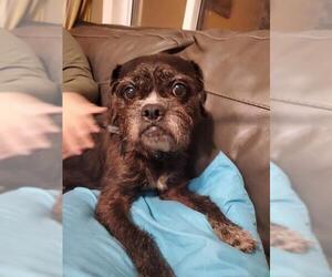 Brussels Griffon Dogs for adoption in Newport, KY, USA