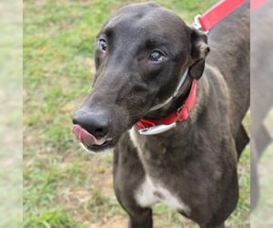 Greyhound Dogs for adoption in Grandville, MI, USA