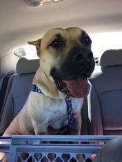 Presa Canario Dogs for adoption in Chambersburg, PA, USA