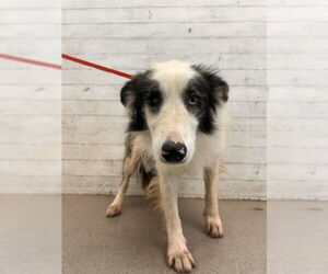 Australian Shepherd Dogs for adoption in San Bernardino, CA, USA