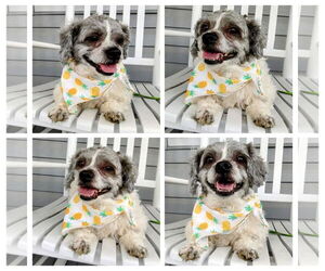 Shih Tzu-Unknown Mix Dogs for adoption in New Oxford , PA, USA